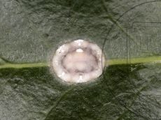 Ceroplastes floridensis самка дорсально
